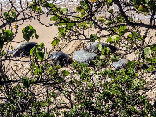 Ho'okipa Beach Park by null