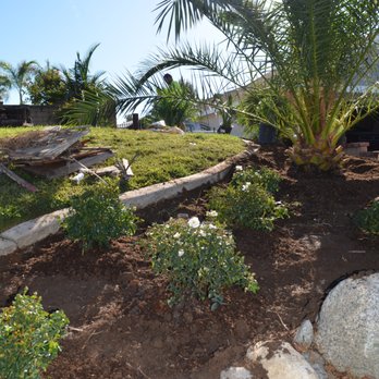 Moon Valley Nurseries - Pineapple Palm with carpet roses - Tree Services Near Me - Chino, California Moon Valley Nurseries - Pineapple Palm with carpet roses - Tree Services Near Me - Chino, California