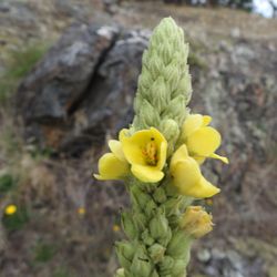 Discovery Sea Kayaks - Wild flowers