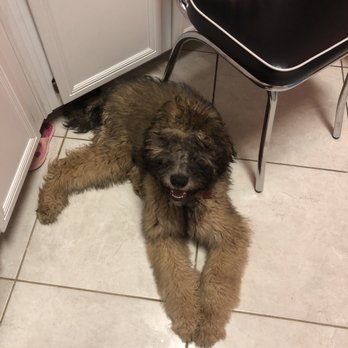 Coventry Pet Resort - Before grooming - Pet Sitting Near Me - Redlands, California
