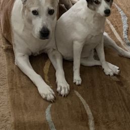 My 14 year old and 11 year old puppies My 14 year old and 11 year old puppies