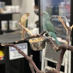 Exotic Pets 701