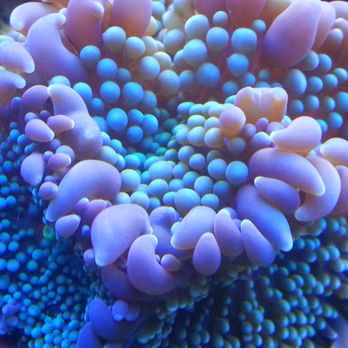 Tropic Isle Aquarium - Aquariums Near Me - Framingham, Massachusetts