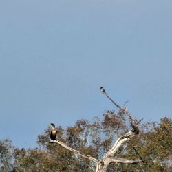 Pinky's Kayak Rentals - Cormorant and belted kingfisher
