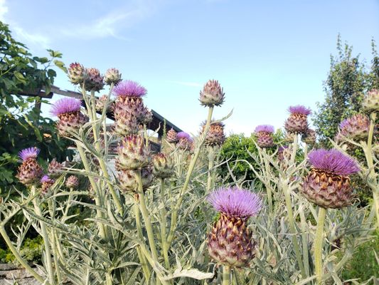 Beacon Food Forest by null