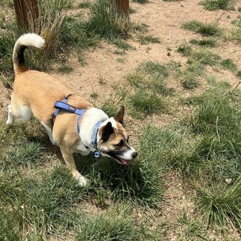 Glendale Open Space Dog Park - Dog Parks Near Me - Castle Rock, Colorado Glendale Open Space Dog Park - Dog Parks Near Me - Castle Rock, Colorado