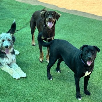 Kamp Kanine - Gangs all here! - Pet Sitting Near Me - Encinitas, California Kamp Kanine - Gangs all here! - Pet Sitting Near Me - Encinitas, California