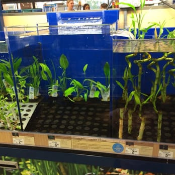 Petco - Aquatic plants - Pet Stores Near Me - Mission Viejo, California Petco - Aquatic plants - Pet Stores Near Me - Mission Viejo, California