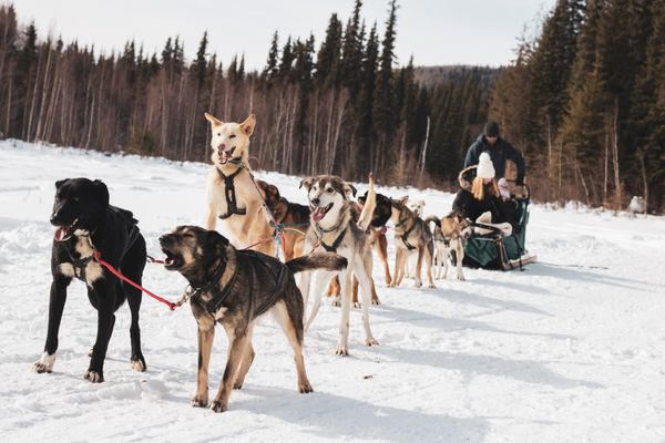 Last Frontier Mushing Co-op by null