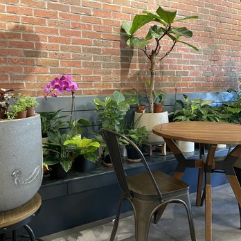 Kunst Coffee Haus - Beautiful plants inside - Coffee & Tea Near Me - Bayside, New York Kunst Coffee Haus - Beautiful plants inside - Coffee & Tea Near Me - Bayside, New York