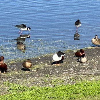 San Joaquin Marsh Wildlife Sanctuary - Parks Near Me - Irvine, California San Joaquin Marsh Wildlife Sanctuary - Parks Near Me - Irvine, California
