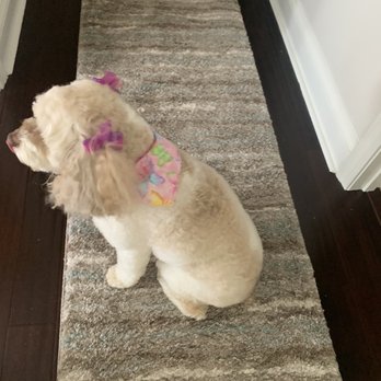 Canine Oasis - Bella - Pet Groomers Near Me - Myrtle Beach, South Carolina