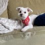 Photo of Yogi's Doggie Spaw