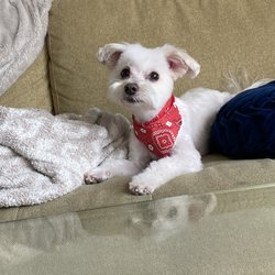 Yogi's Doggie Spaw