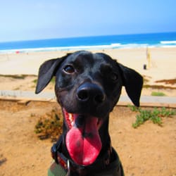 Salty Dog Walking - Oscar, out for a walk on the Strand