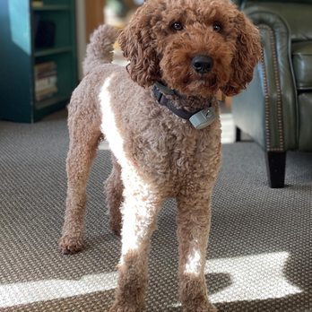 Jancek Farm - Petey- AKC moyen red poodle stud - Pet Breeders Near Me - New Era, Michigan Jancek Farm - Petey- AKC moyen red poodle stud - Pet Breeders Near Me - New Era, Michigan