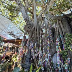 The Bodhi Wishtree