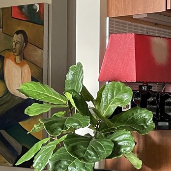 Chalet Nursery - Fiddle Leaf Fig - Nurseries & Gardening Near Me - Wilmette, Illinois Chalet Nursery - Fiddle Leaf Fig - Nurseries & Gardening Near Me - Wilmette, Illinois