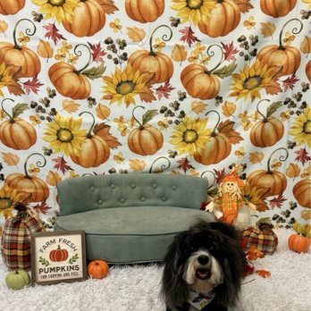 The Paw Spa Elite - Wonderful Thanksgiving picture after a groom - Pet Groomers Near Me - Oklahoma City, Oklahoma The Paw Spa Elite - Wonderful Thanksgiving picture after a groom - Pet Groomers Near Me - Oklahoma City, Oklahoma
