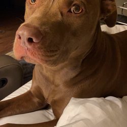 Candlewood Suites Lakeville I-35 - Charlie relaxing after a long day of traveling