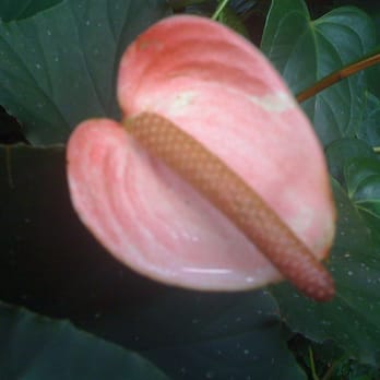 Pacific Science Center - Butterfly Garden. - Museums Near Me - Seattle, Washington