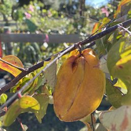 Ripe starfruit Ripe starfruit