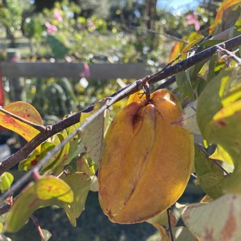Traveling Trees Garden Center - Ripe starfruit - Landscaping Near Me - Clermont, Florida Traveling Trees Garden Center - Ripe starfruit - Landscaping Near Me - Clermont, Florida