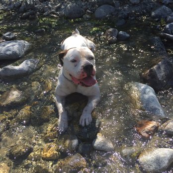 Serene Passages - Dog - Veterinarians Near Me
