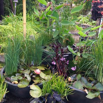 Laurel Bay Gardens - Pond plants - Nurseries & Gardening Near Me - Florence, Oregon Laurel Bay Gardens - Pond plants - Nurseries & Gardening Near Me - Florence, Oregon