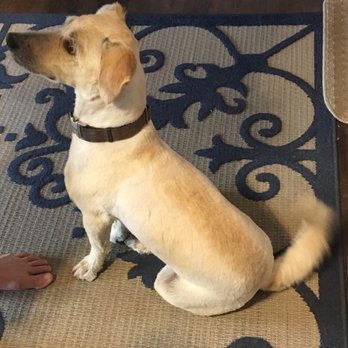 Poshy Paws - Pet Groomers Near Me Poshy Paws - Pet Groomers Near Me