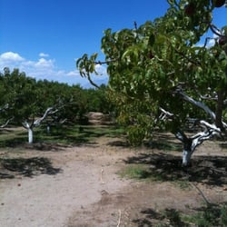 Apple Hill Ranch
