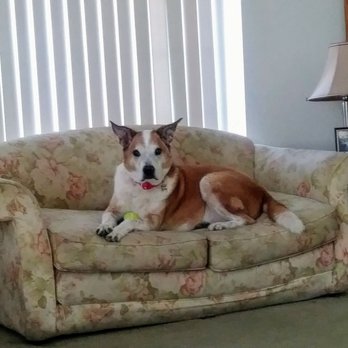 Mar Animal Hospital - Lucky feeling better the next day. :) - Veterinarians Near Me - Hemet, California Mar Animal Hospital - Lucky feeling better the next day. :) - Veterinarians Near Me - Hemet, California