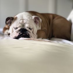 Otter Lake Animal Care Center - Our English Bulldog George