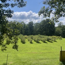 Cool Springs Blueberry Farm