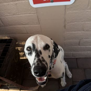 Pepe's Diner - Pet friendly patio - Diners Near Me - Cottonwood, Arizona Pepe's Diner - Pet friendly patio - Diners Near Me - Cottonwood, Arizona