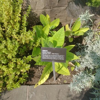 The Cafe at Wave Hill - The herbal garden. Roll it up and smoke it. - Venues & Event Spaces Near Me - Bronx, New York The Cafe at Wave Hill - The herbal garden. Roll it up and smoke it. - Venues & Event Spaces Near Me - Bronx, New York