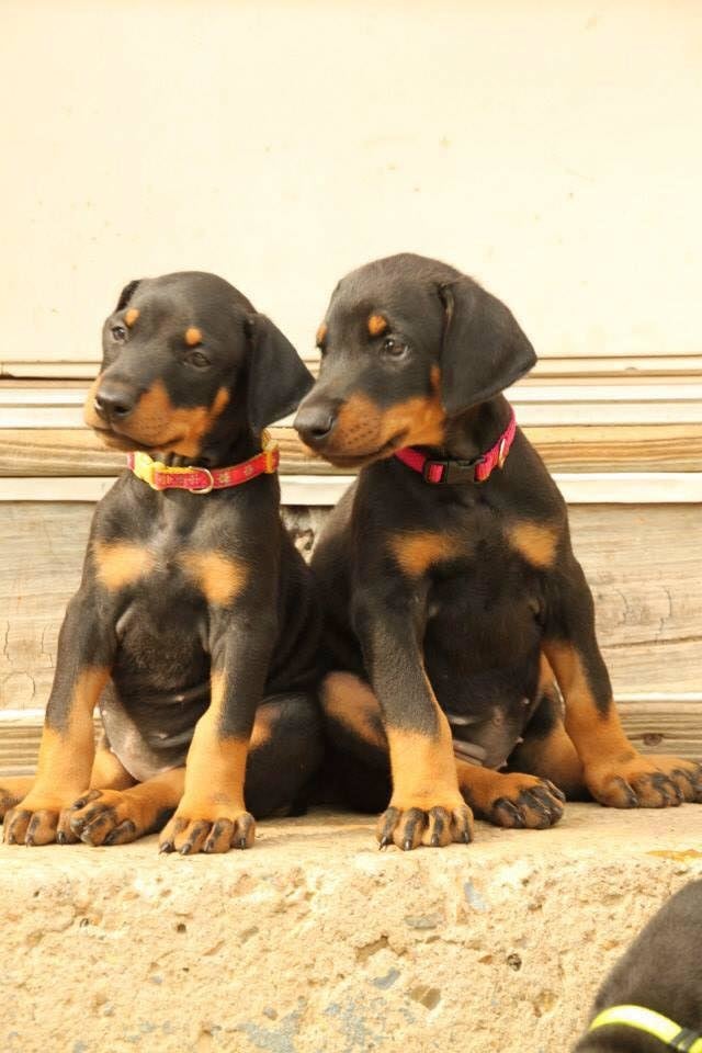 DARLA’S DOBERMANS Updated September 2024 3575 Ragged Mountain Rd