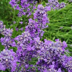 Bates Lavender Farm - Lavender bushes and bees.