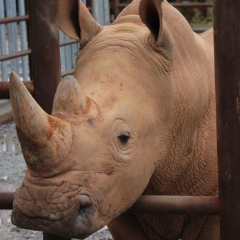 Georgia Safari Conservation Park - Rhino - Zoos Near Me - Madison, Georgia