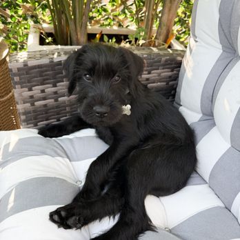 Bark Side Manners - Pet Training Near Me Bark Side Manners - Pet Training Near Me