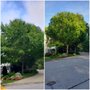 Photo of Greene Family Tree Service