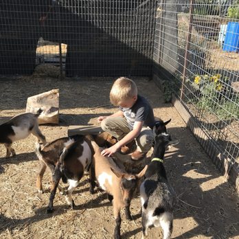 Oats and Ivy Farm - Baby goats! Everywhere - Farms Near Me
