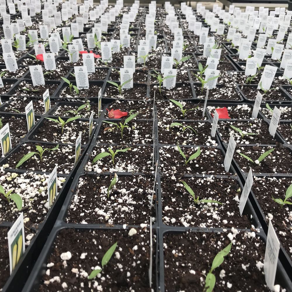 DeMonye's Greenhouse - Nurseries & Gardening Near Me - Columbus, Ohio DeMonye's Greenhouse - Nurseries & Gardening Near Me - Columbus, Ohio