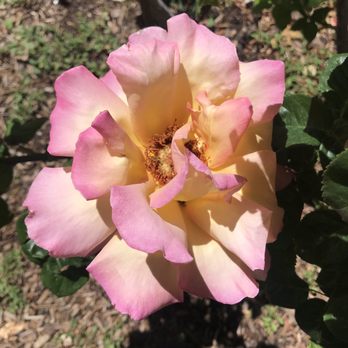 Harvey Cornell Rose Park - Parks Near Me - Santa Fe, New Mexico