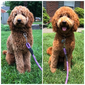 The Pet Station - Pet Groomers Near Me - Louisville, Kentucky