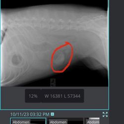 Coyne Veterinary Center - St. John