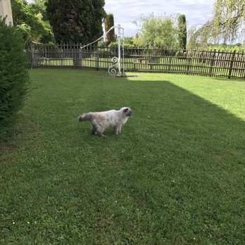 Château Troplong Mondot - The cat of the chateau - Wineries Near Me - Saint Emilion, 33