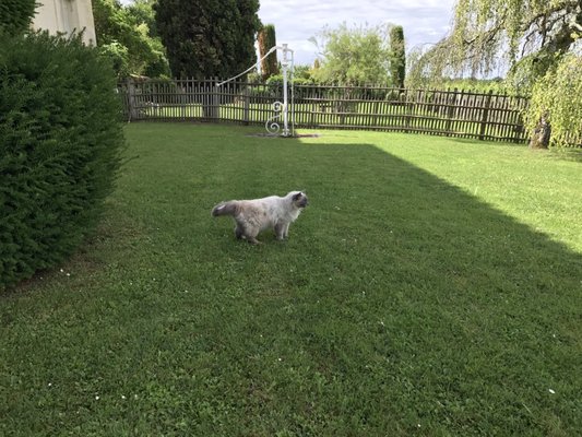 Château Troplong Mondot by null