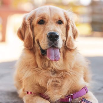 Paw Prints Pet Photography - Blu, 2019 - Shaina Montiel. - Session Photography Near Me Paw Prints Pet Photography - Blu, 2019 - Shaina Montiel. - Session Photography Near Me