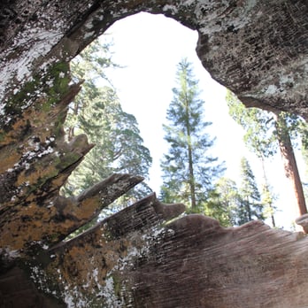 Grant Grove - peeking out through the Fallen Monarch - Hiking Near Me - Badger, California